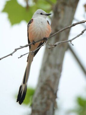 Oklahoma Scissortail photo print